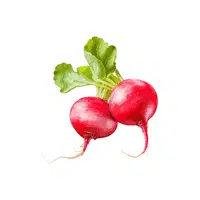 Radishes