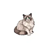 Ragdoll cat | Domestic Animals Names in English