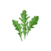Rocket leaves | Leafy Vegetable name