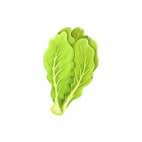 Romaine | Leafy Vegetable name
