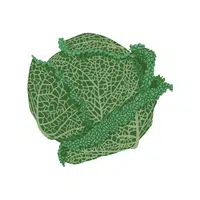 Savoy cabbage | Leafy Vegetable name