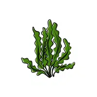 Seaweed (edible varieties) | Leafy Vegetable name