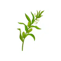 Sesame leaves | Leafy Vegetable name