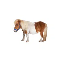 Shetland Pony | Domestic Animals Names in English