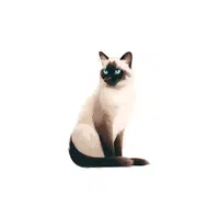 Siamese Cat