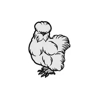 Silkie Chicken 