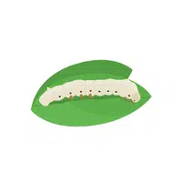 Silkworm