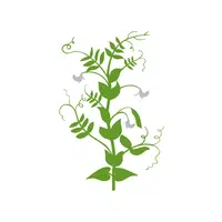 Snow pea leaves | Leafy Vegetable name