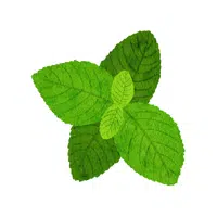 Mint leaves | Leafy Vegetable name