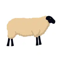 Suffolk Sheep | Domestic Animals Names in English