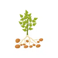 Sweet potato leaves | Leafy Vegetable name