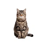Tabby Cat