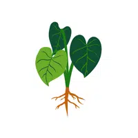 Taro leaves | Leafy Vegetable name