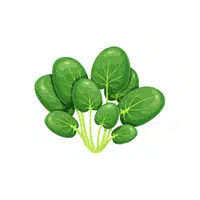 Tatsoi | Leafy Vegetable name