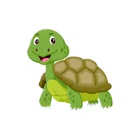 Tortoise