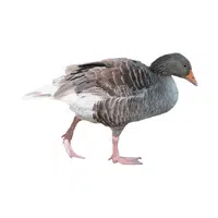Toulouse Goose 