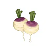 Turnips | Organic Food Items in English