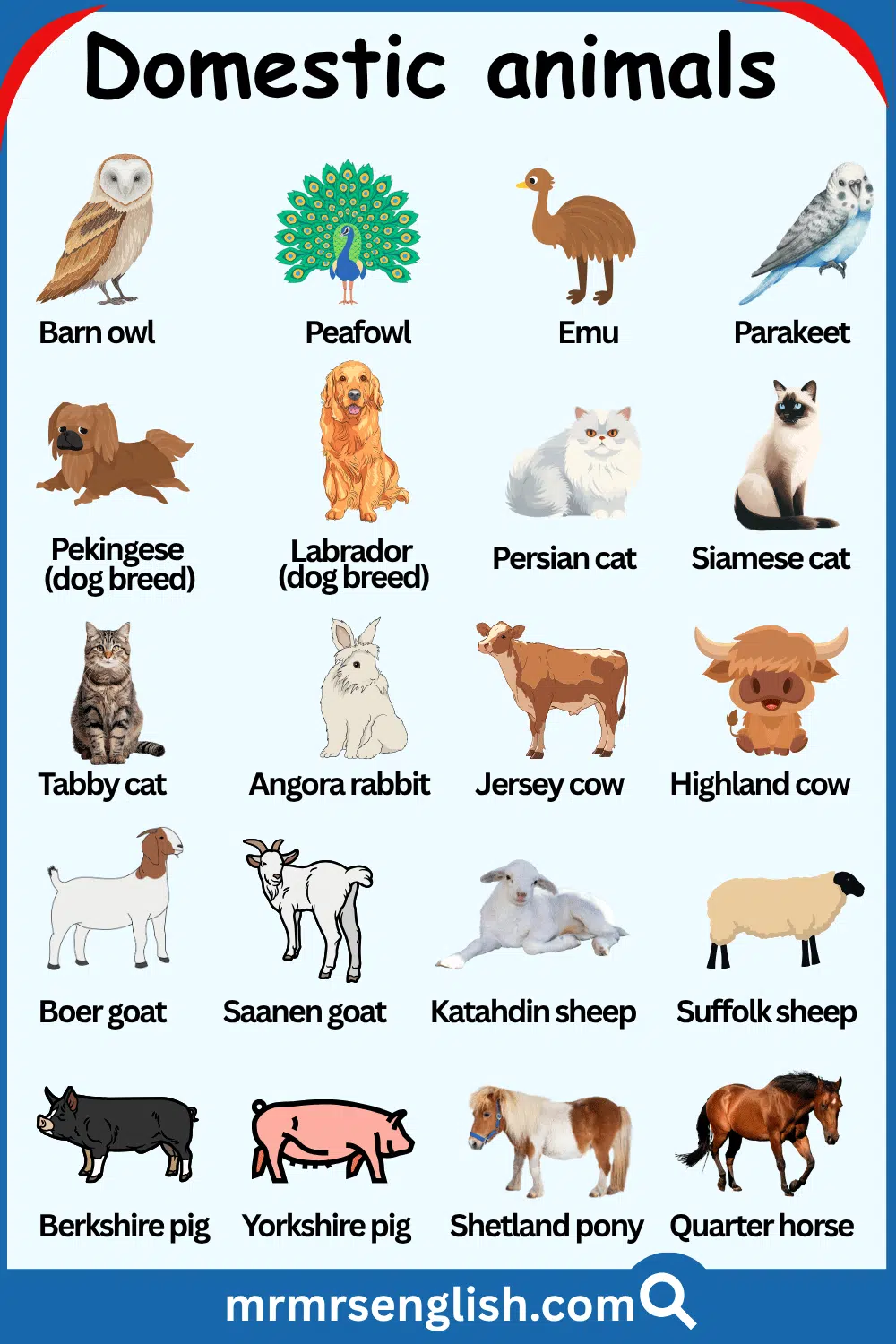 Types of Domestic Animals and Images