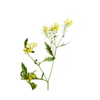 Upland cress | Leafy Vegetable name