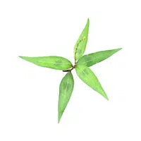 Vietnamese coriander | Leafy Vegetable name