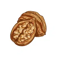 Walnut | Types of Nuts Names in English