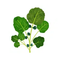 Watercress | Leafy Vegetable name