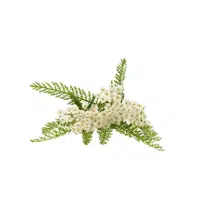 Yarrow leaves | Leafy Vegetable name