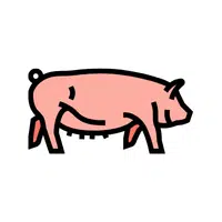 Yorkshire Pig 