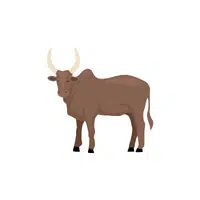 Zebu 