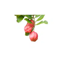 Ackee | Fruits Names For Kids in English