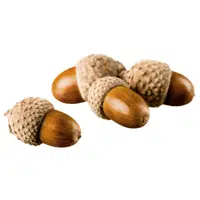 Acorns | Healthy Foods Names in English