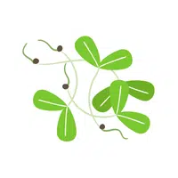 Alfalfa sprout | Winter Vegetables Names in English