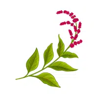 Amaranth leaves | Winter Vegetables Names in English