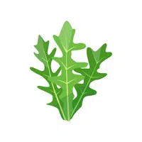 Arugula | Winter Vegetables Names in English