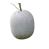 Ash gourd | Summer Vegetables Names in English