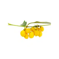 Bacupari | Tropical Fruits Names in English