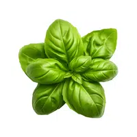 Basil | Summer Vegetables Names in English