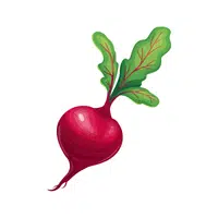 Beet | Winter Vegetables Names in English