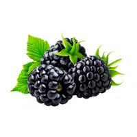 Blackberry
