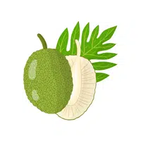 Breadfruit | Tropical Fruits Names in English