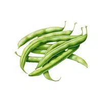 Broad bean | Winter Vegetables Names in English