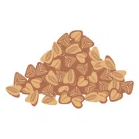Buckwheat