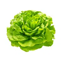 Butterhead lettuce
