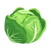 Cabbage | Winter Vegetables Names in English