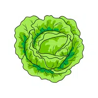 Cabbage | Foods Names in English