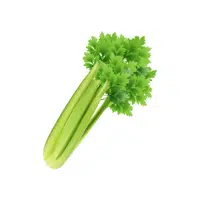 Celery | Winter Vegetables Names in English