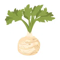 Celery root | Winter Vegetables Names in English