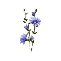 Chicory | Winter Vegetables Names in English