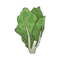 Chinese broccoli