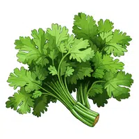Cilantro | Winter Vegetables Names in English
